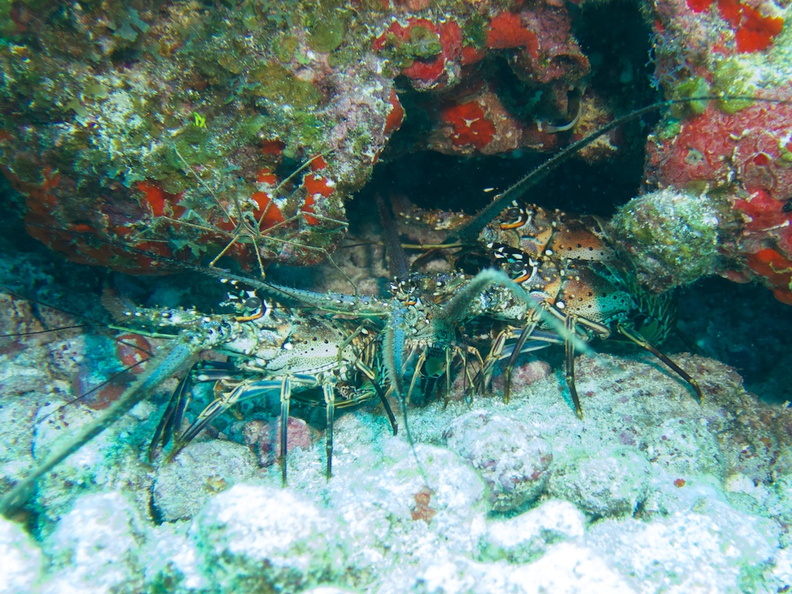 Spiny Lobsters and Yellowline Arrow Crab  IMG_6355.jpg
